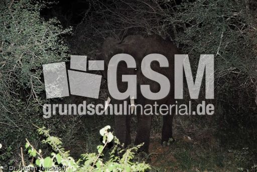 Afrikanischer Elefant (15 von 131).jpg